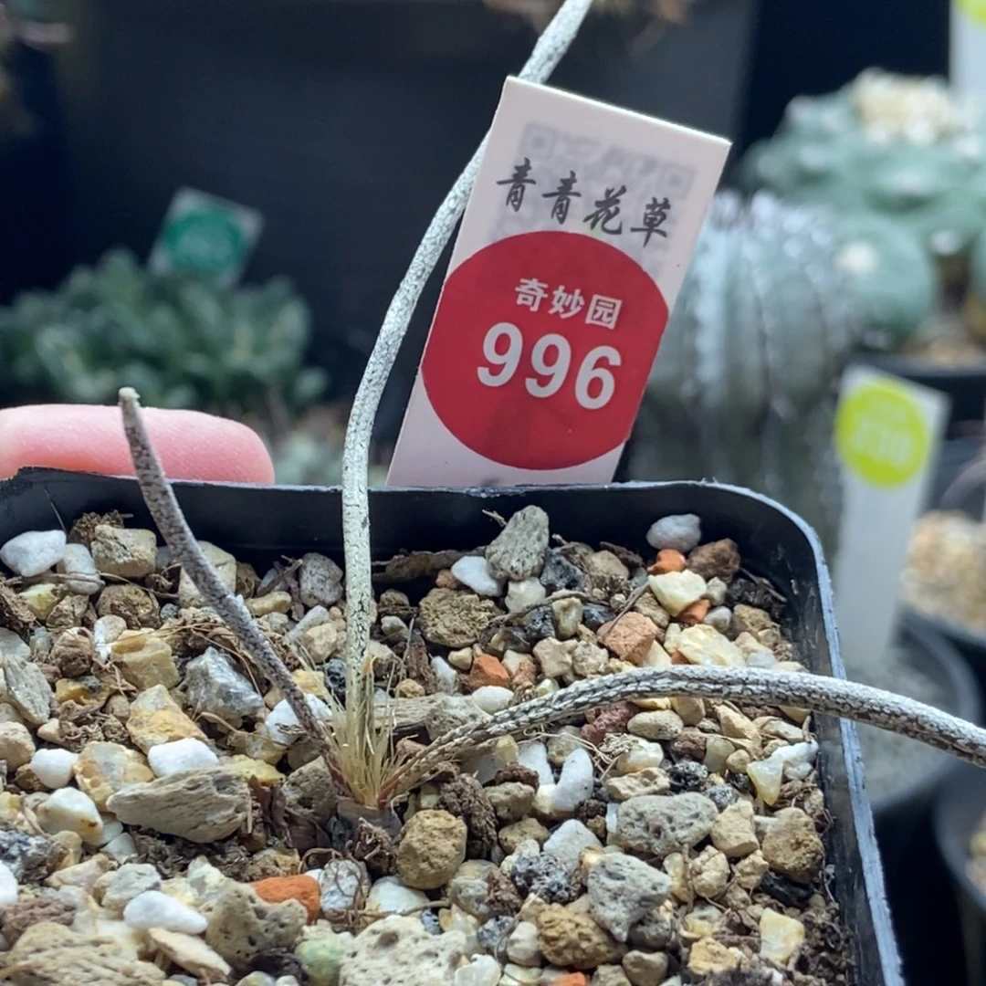 美杜莎一颗3688仙人球