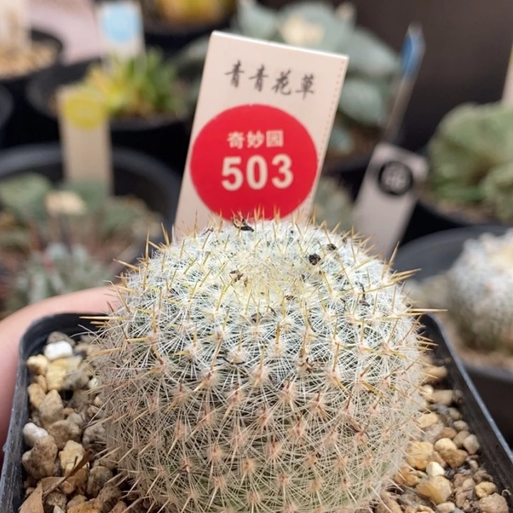 金刺白玉兔实生4厘米