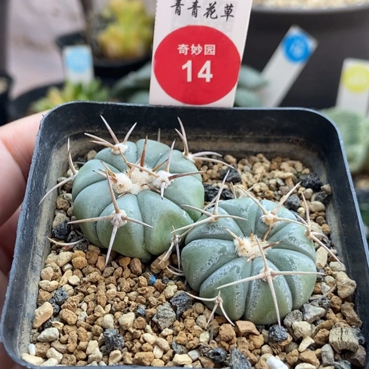 白短刺平丸实生2棵2.8-3厘米