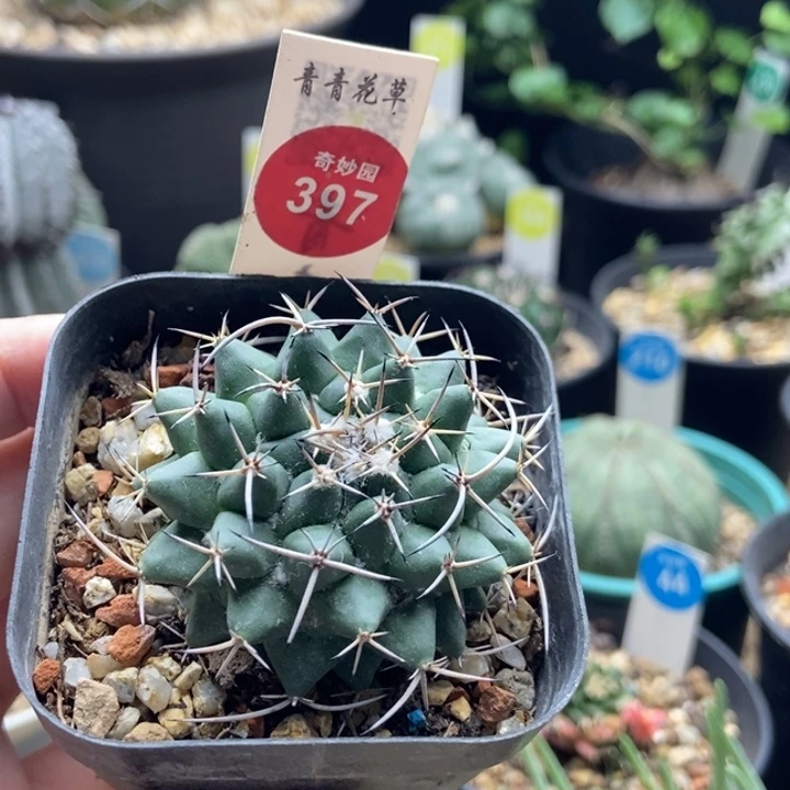 实生瓦格纳乳突4.8cm