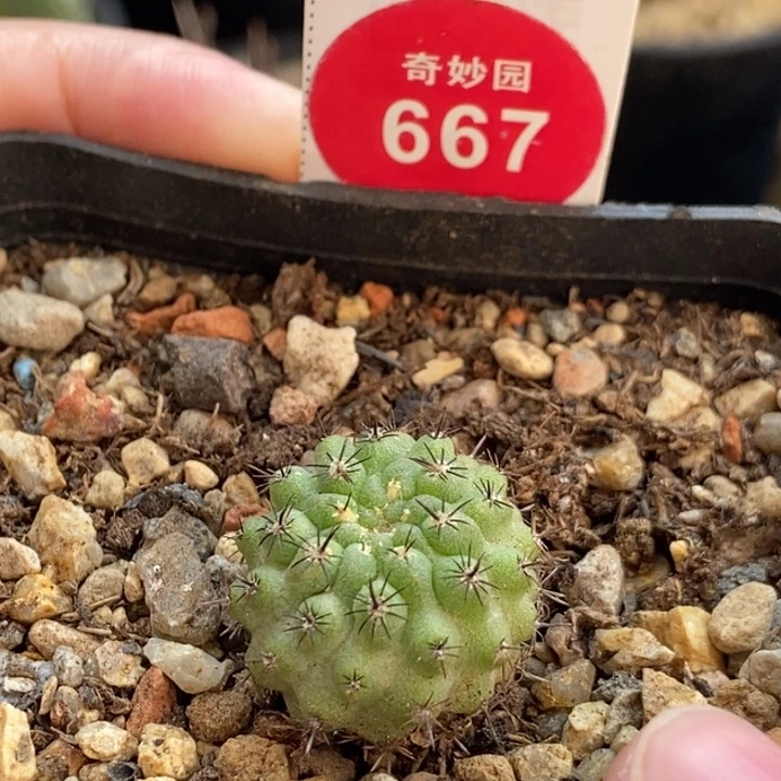 实生绿肌雷头1.9cm