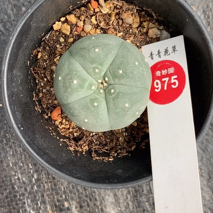 实生白肌肋骨海鲜4cm