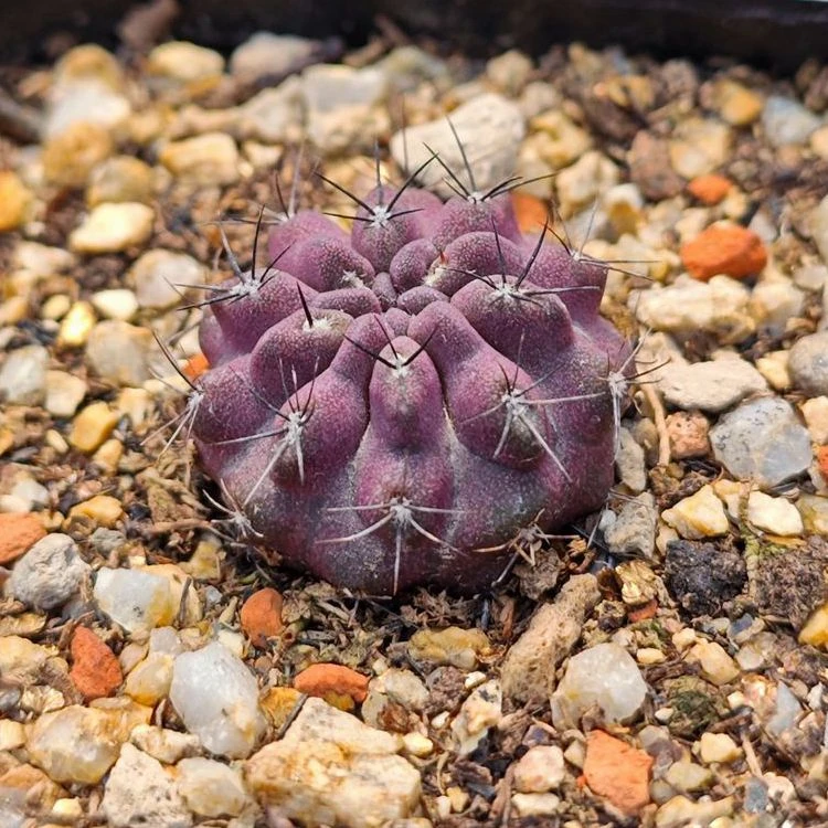 紫皮素妆玉仙人球多肉植物智利球花卉绿植室内盆栽阳台秋冬好养