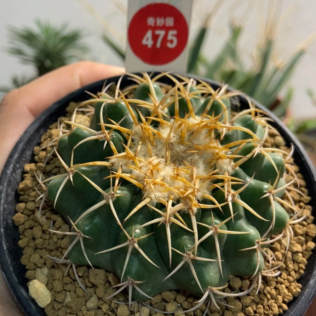 金刺雪顶圆盘玉实生6.8厘米