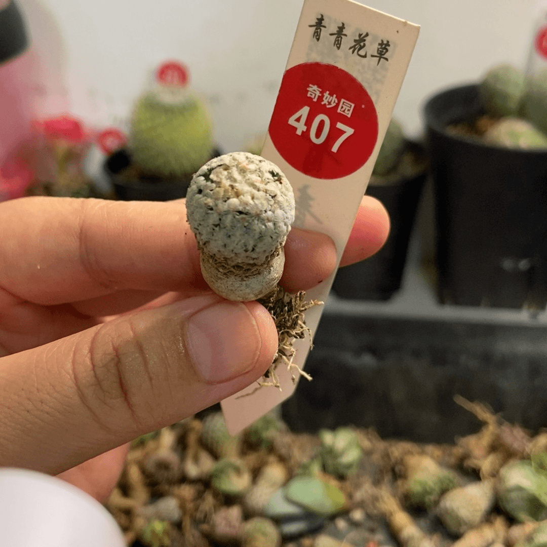 实生蔷薇丸一颗仙人球