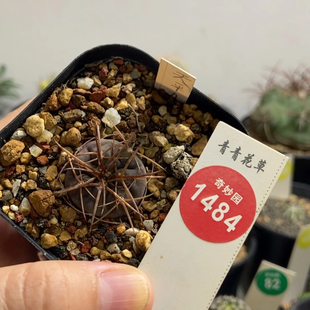 优选天平丸2.3cm一颗仙人球