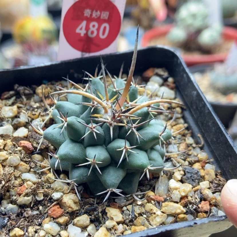 【闪购商品】实生水牛角瓦格纳乳突4cm
