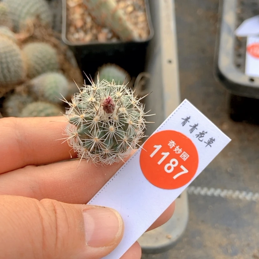【闪购商品】娇丽玉