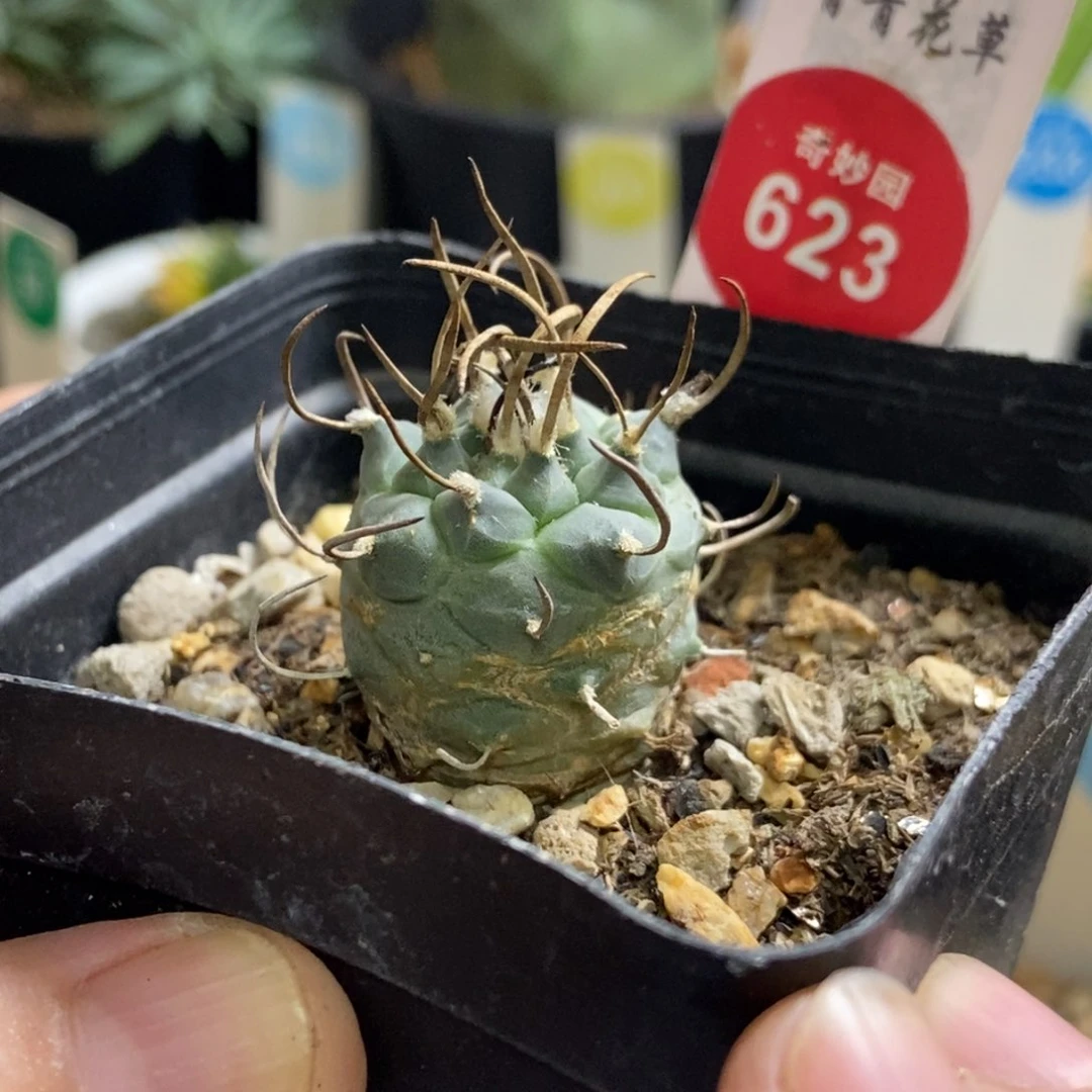 优选娇丽2.2cm一颗仙人球