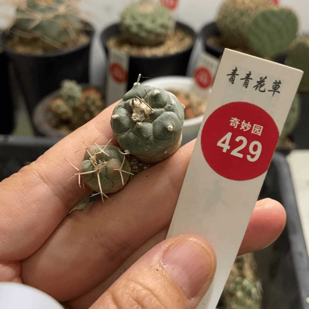 两颗仙人球853545