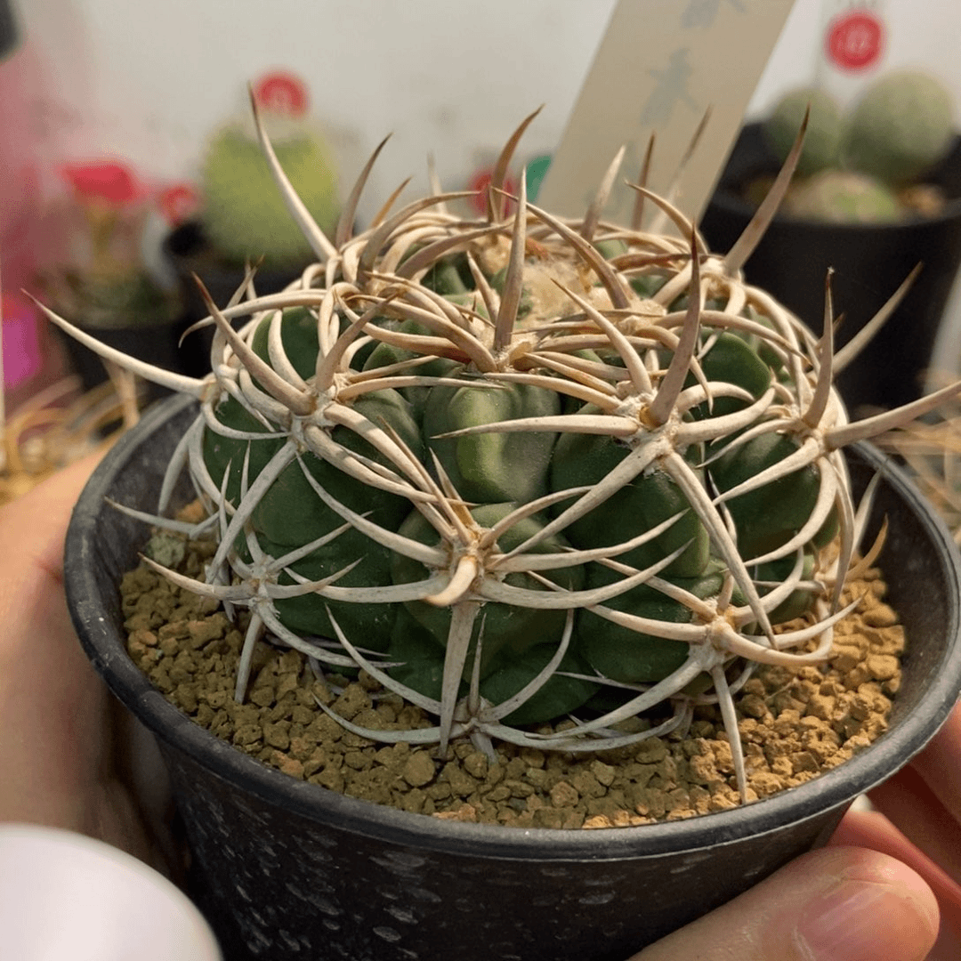 豪刺包刺碧岩玉6.6cm