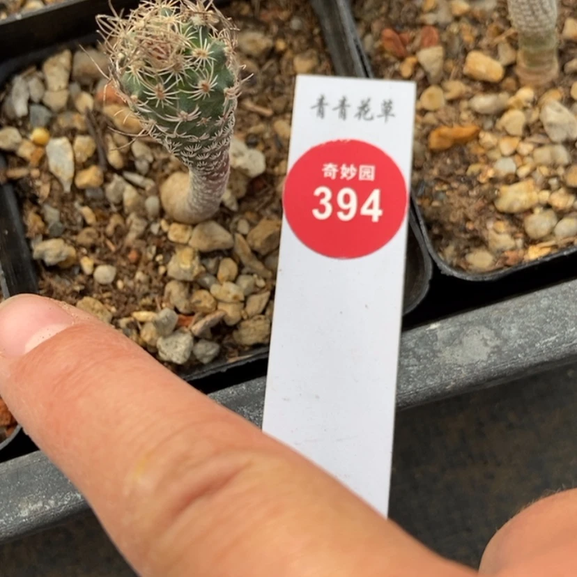 【闪购商品】老迷你牧师一颗