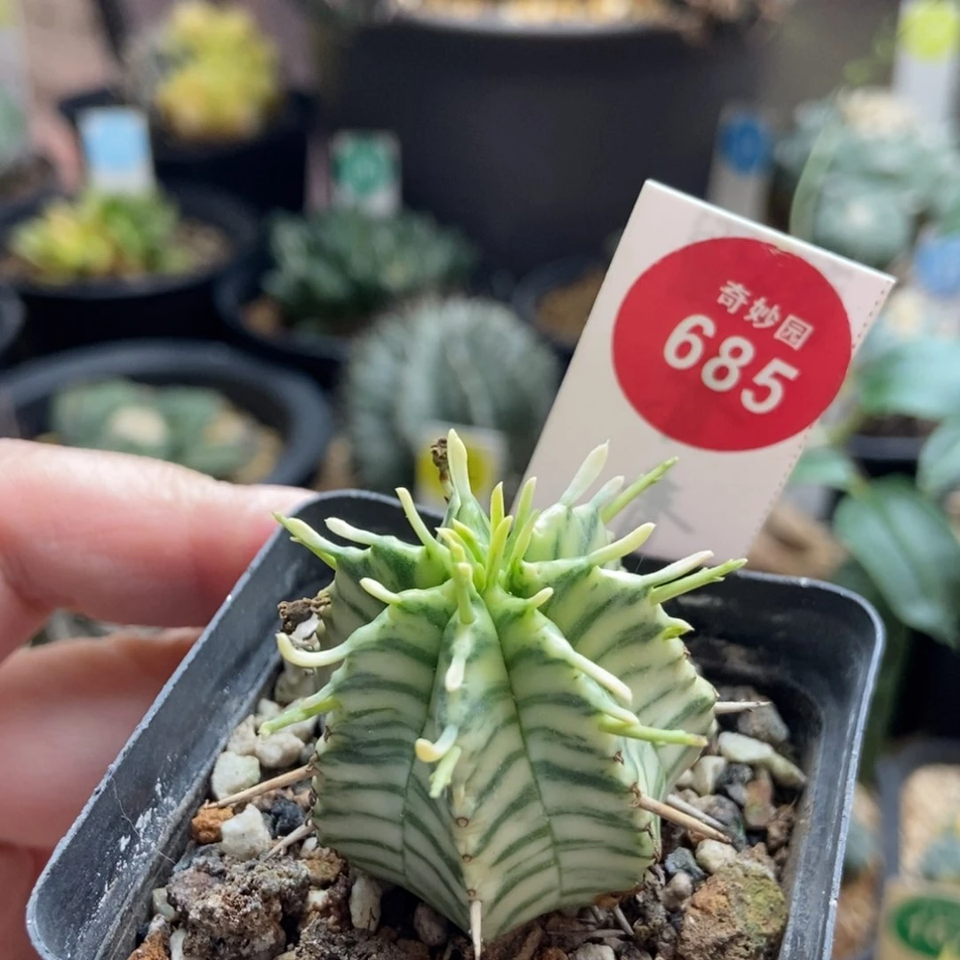 实生斑马锦3.3cm一颗仙人球