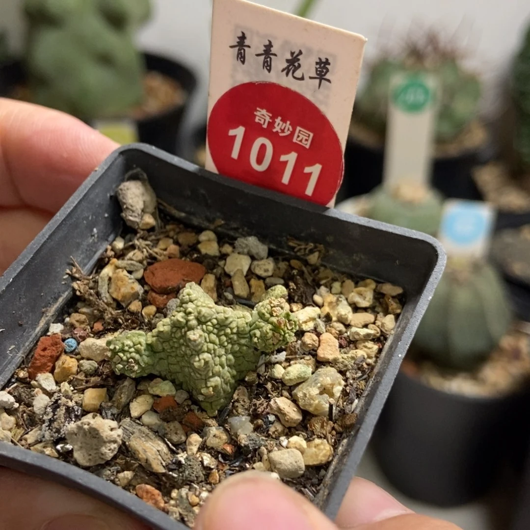 自根蛇凝蹄玉群一颗仙人球
