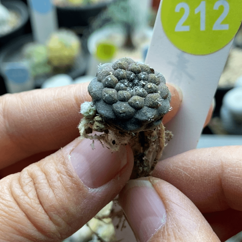 【闪购商品】实生带崽蜥蜴皮