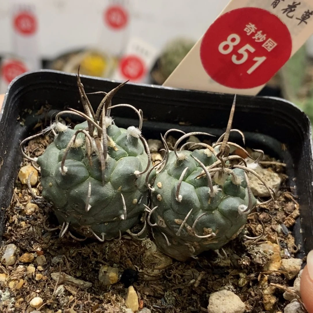 实生双头娇丽侧面有疤