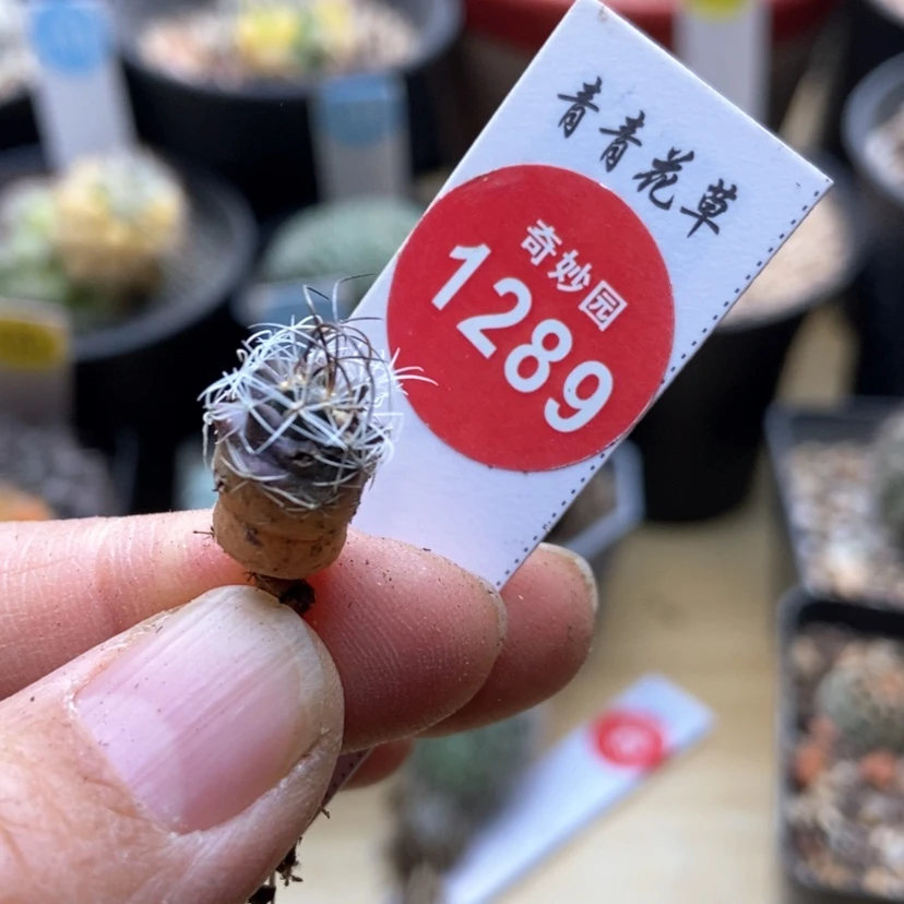 【闪购商品】草刺娇丽