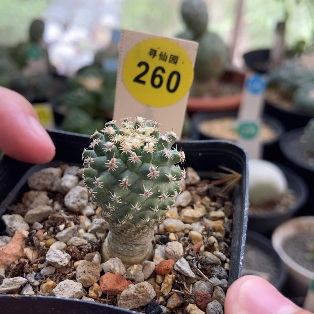 实生海胆娇丽2.3cm