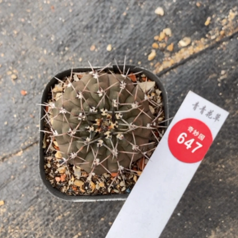 【闪购商品】黑刺凤头