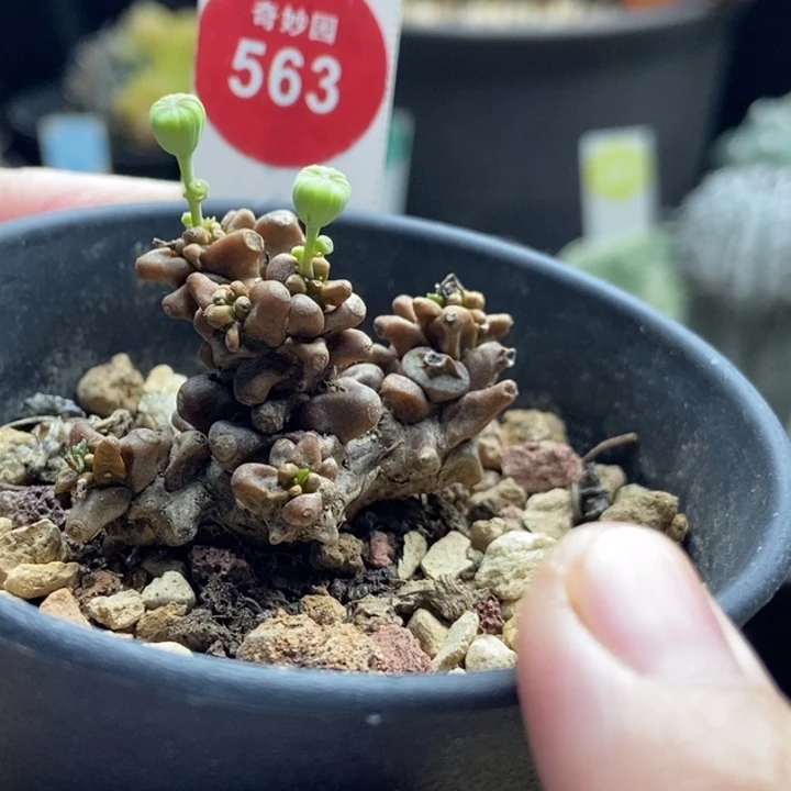 老桩蛮鬼塔一颗仙人球