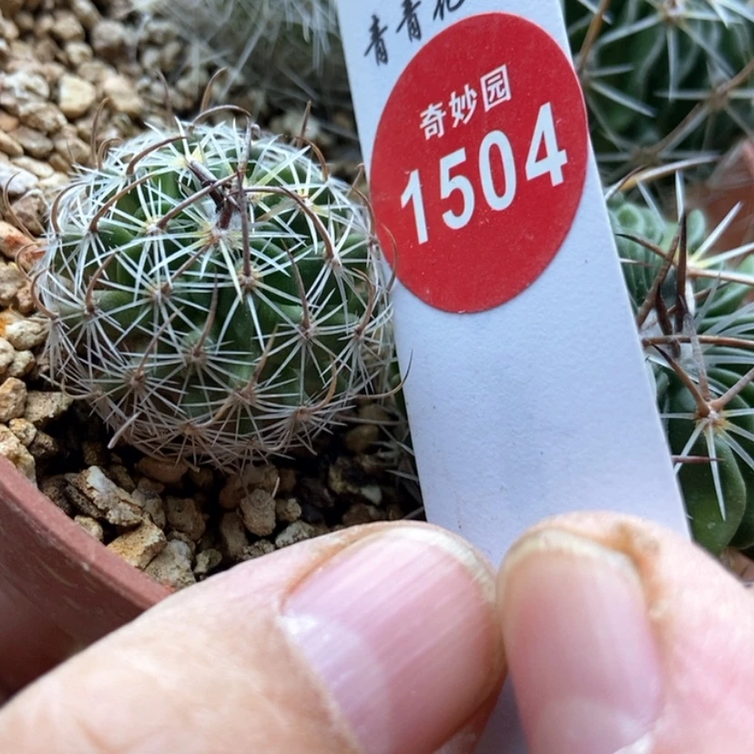 【闪购商品】实生振武玉2.5cm