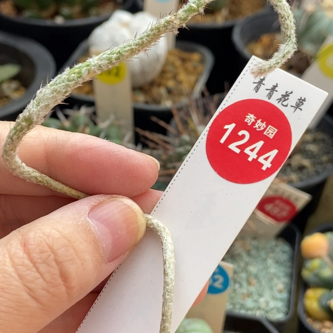 武辉丸一颗仙人球