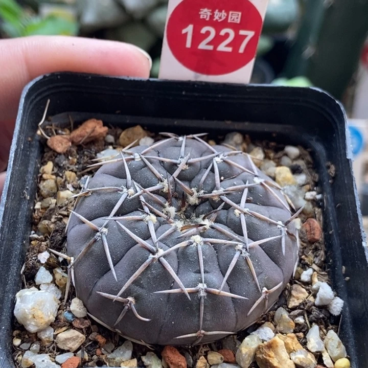 怪龙丸实生4.4厘米