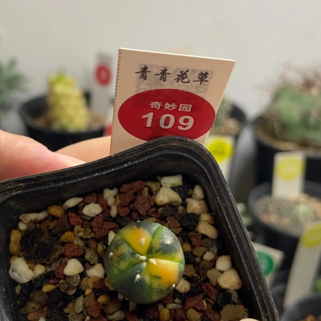 实生五棱兜锦1.6cm
