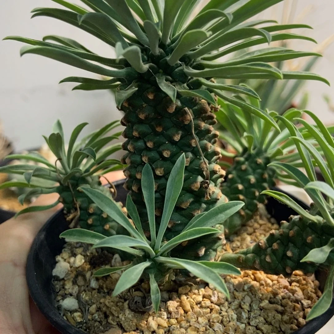 铁甲麒麟群一棵特价