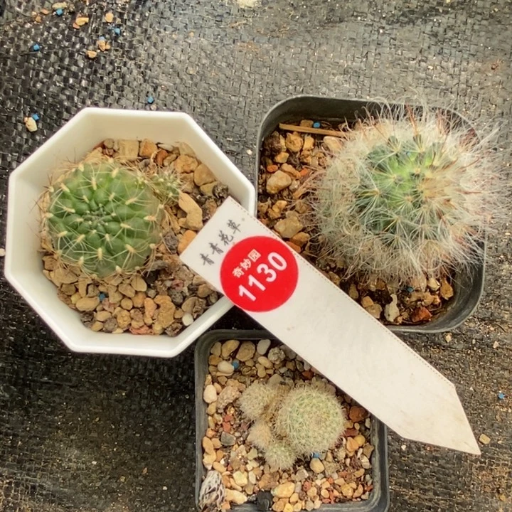 三颗混合球一盒打包