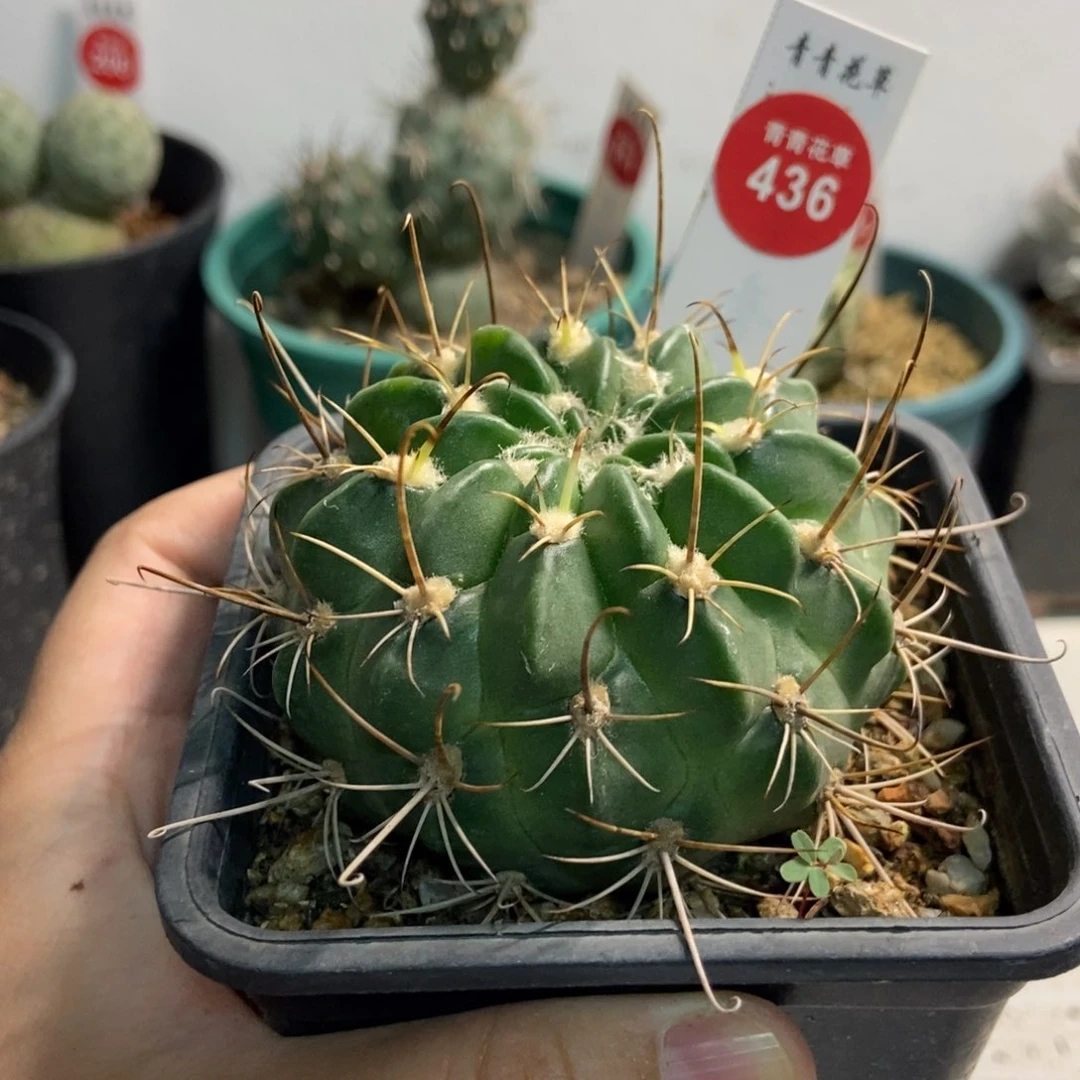 实生狂风丸6.7cm
