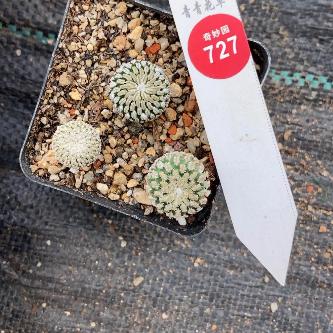 实生精巧殿三颗仙人球