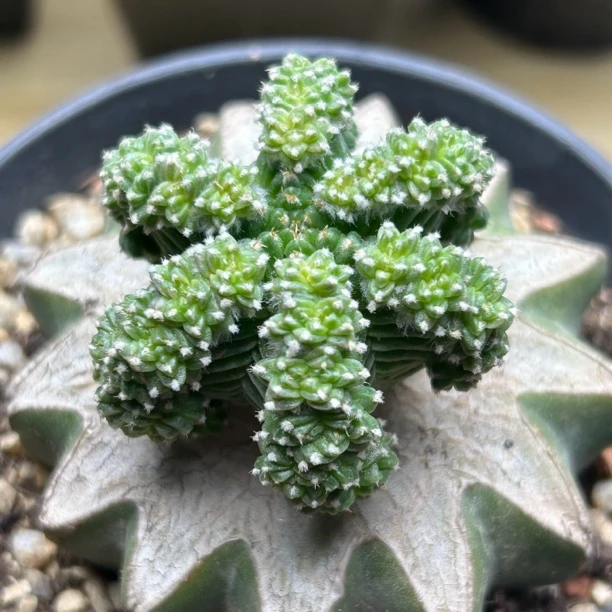 五星花龙苗接草球仙人球块根多肉植物绿植盆栽