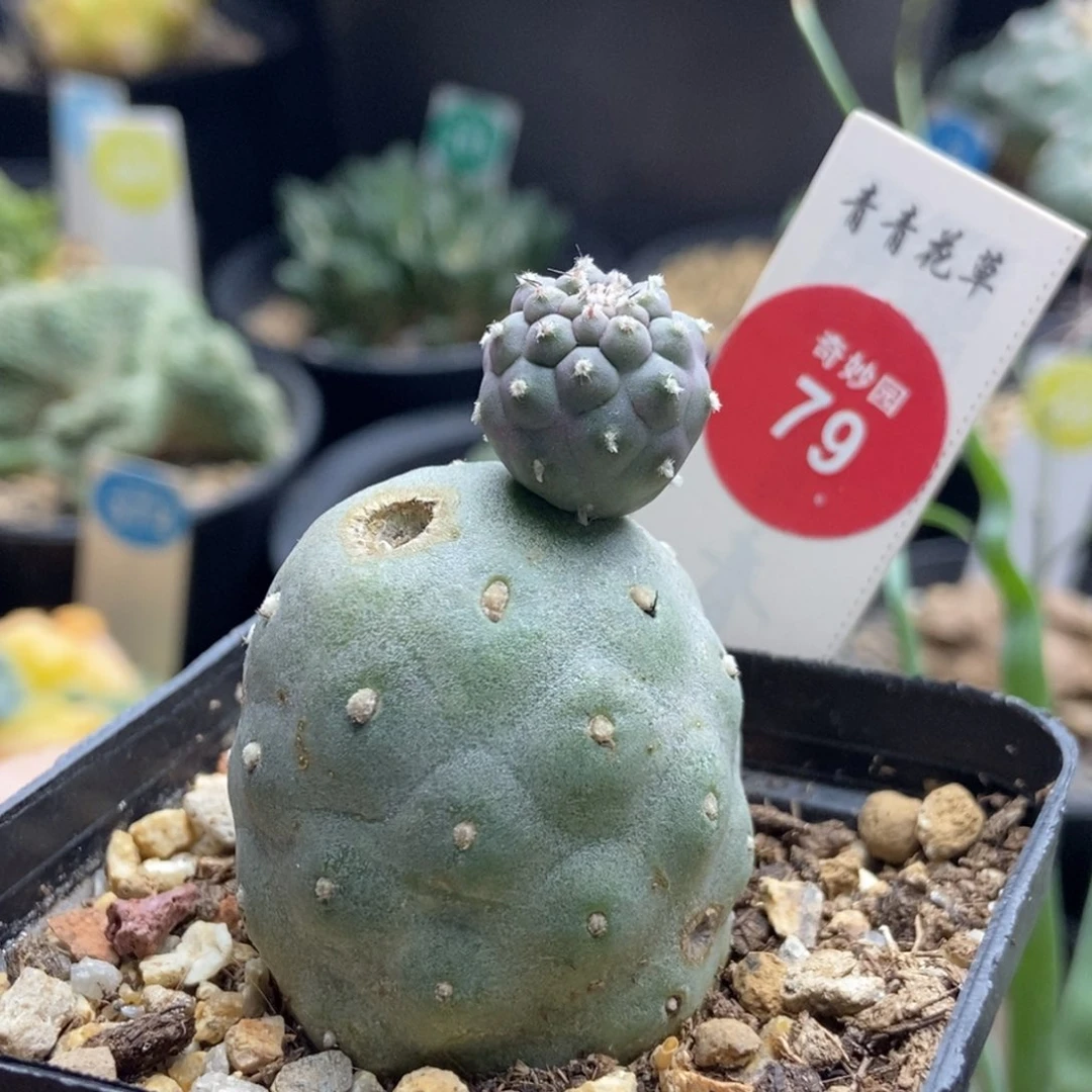 自根带崽习志野3.6cm