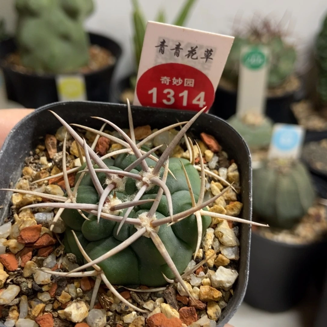 优选狂刺碧岩玉3.7cm