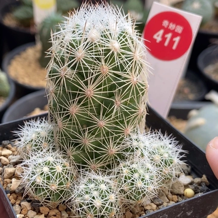 孤僻丸群一颗仙人球