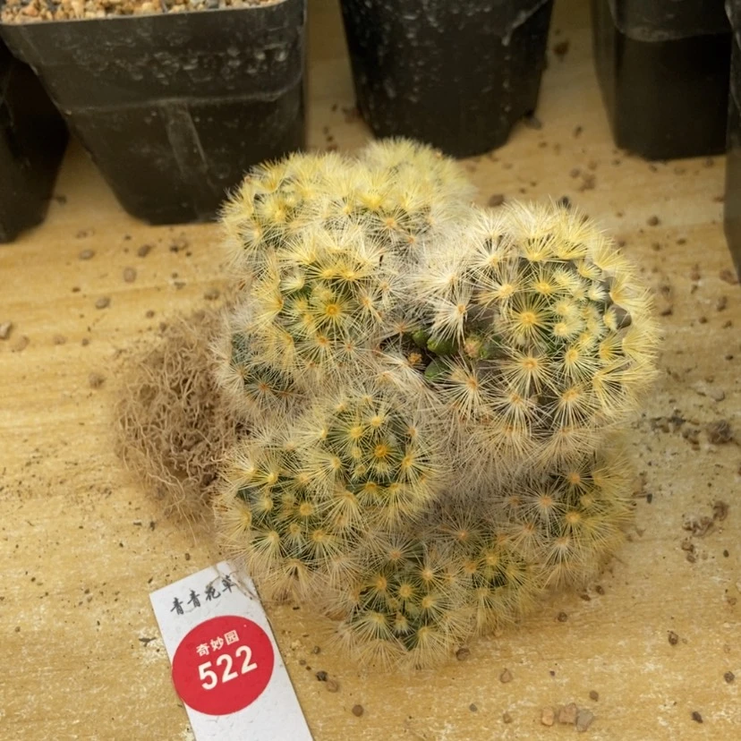 【闪购商品】有疤自根佛头嘉文丸群
