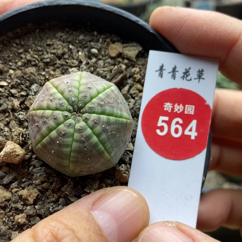 【闪购商品】实生龟甲彩体欧系布纹球