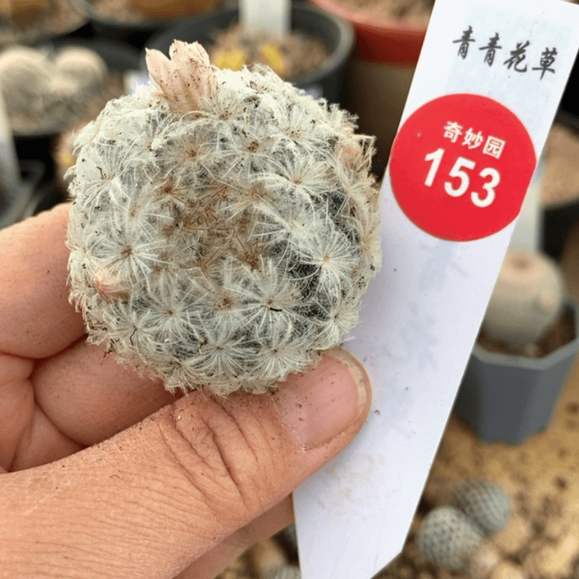 【闪购商品】实生日系白星4cm