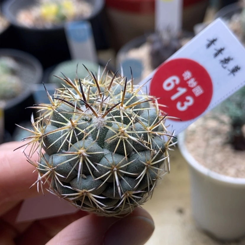 【闪购商品】顶花3.5厘米
