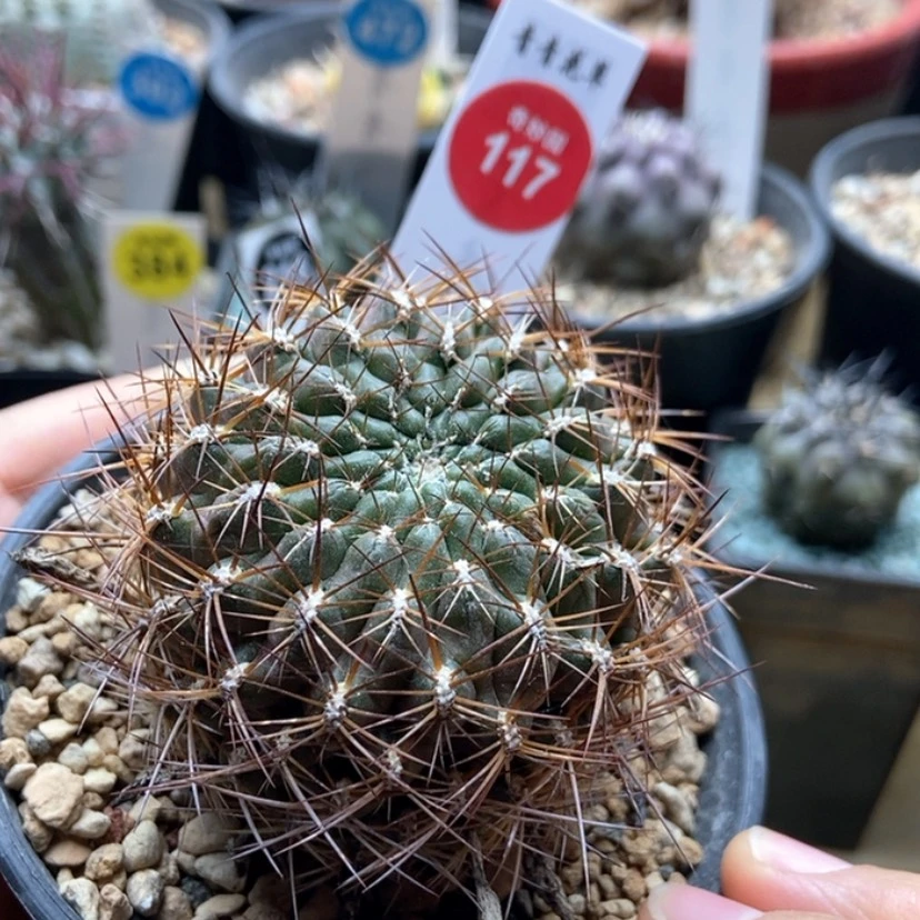 【闪购商品】实生宝山5.3cm