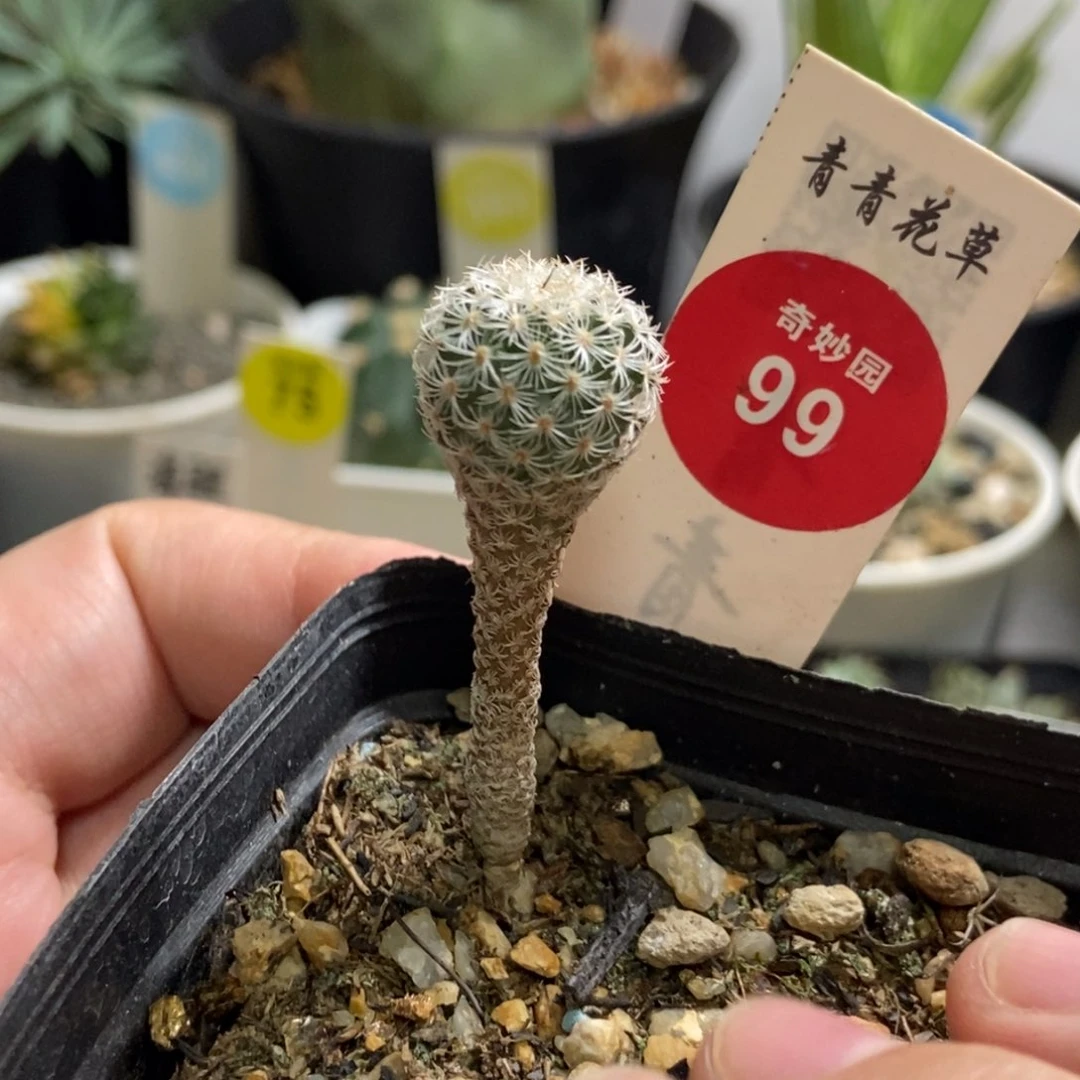 实生赤花美针玉1.4cm