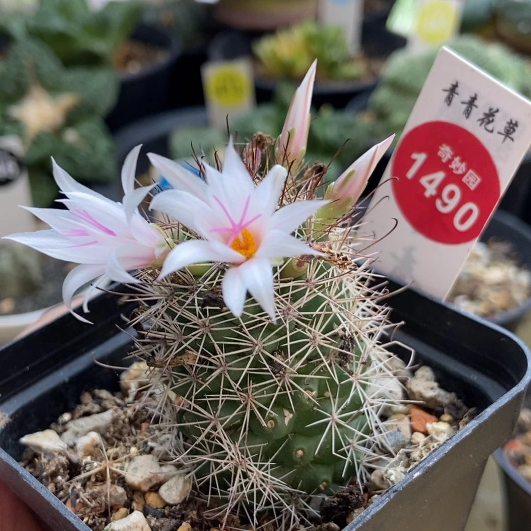 实生母本秀明殿3.1cm侧面有掉刺