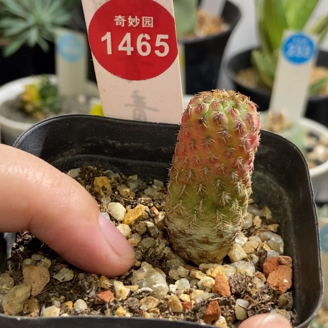 自根紫丽丸丸群一颗