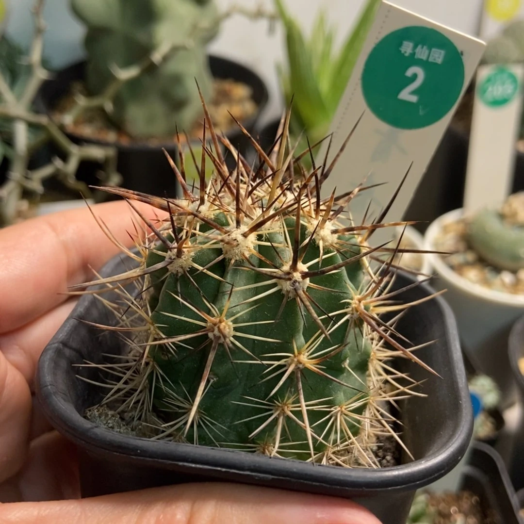 萌*妹林氏幻虾实生一棵