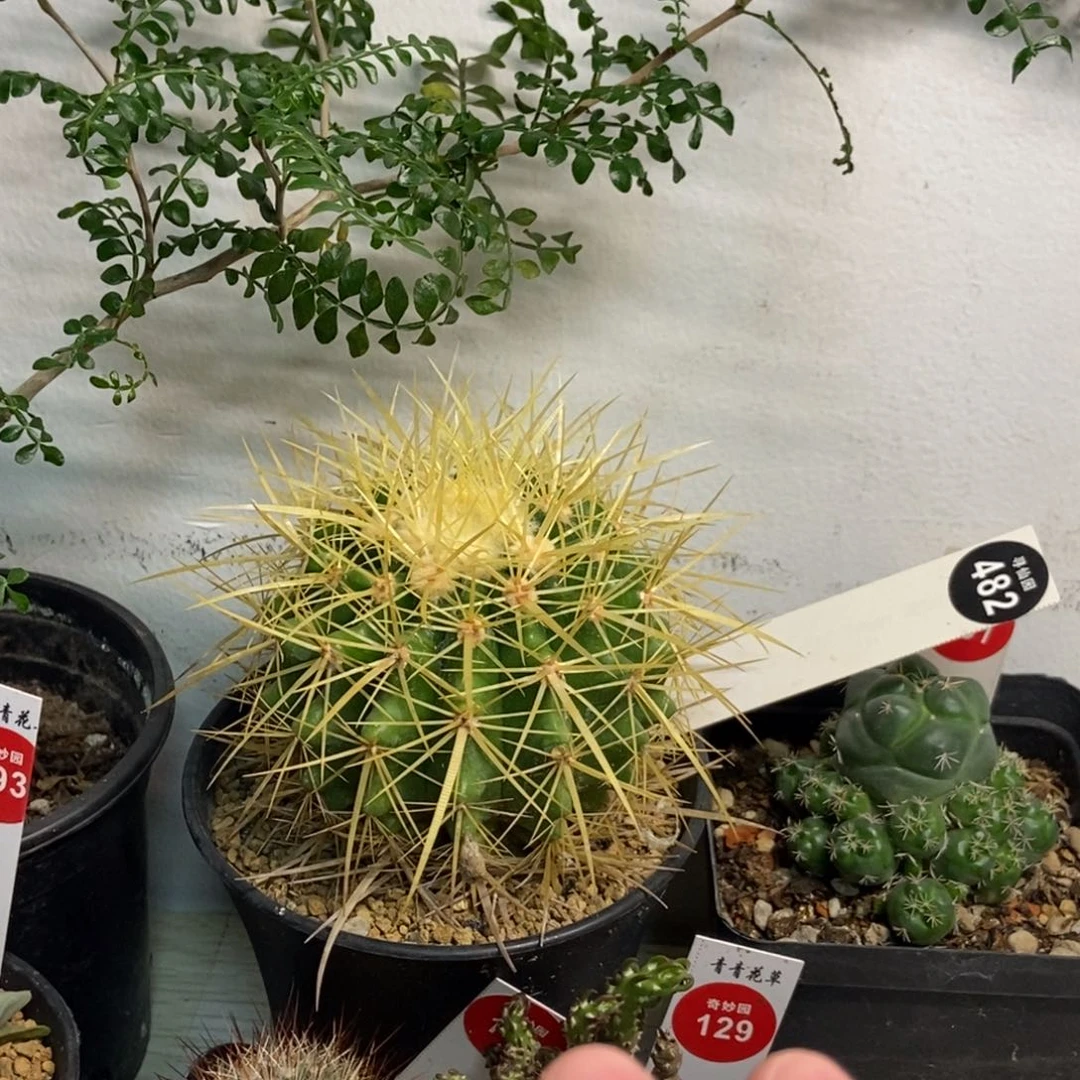 狂刺金琥一颗仙人球