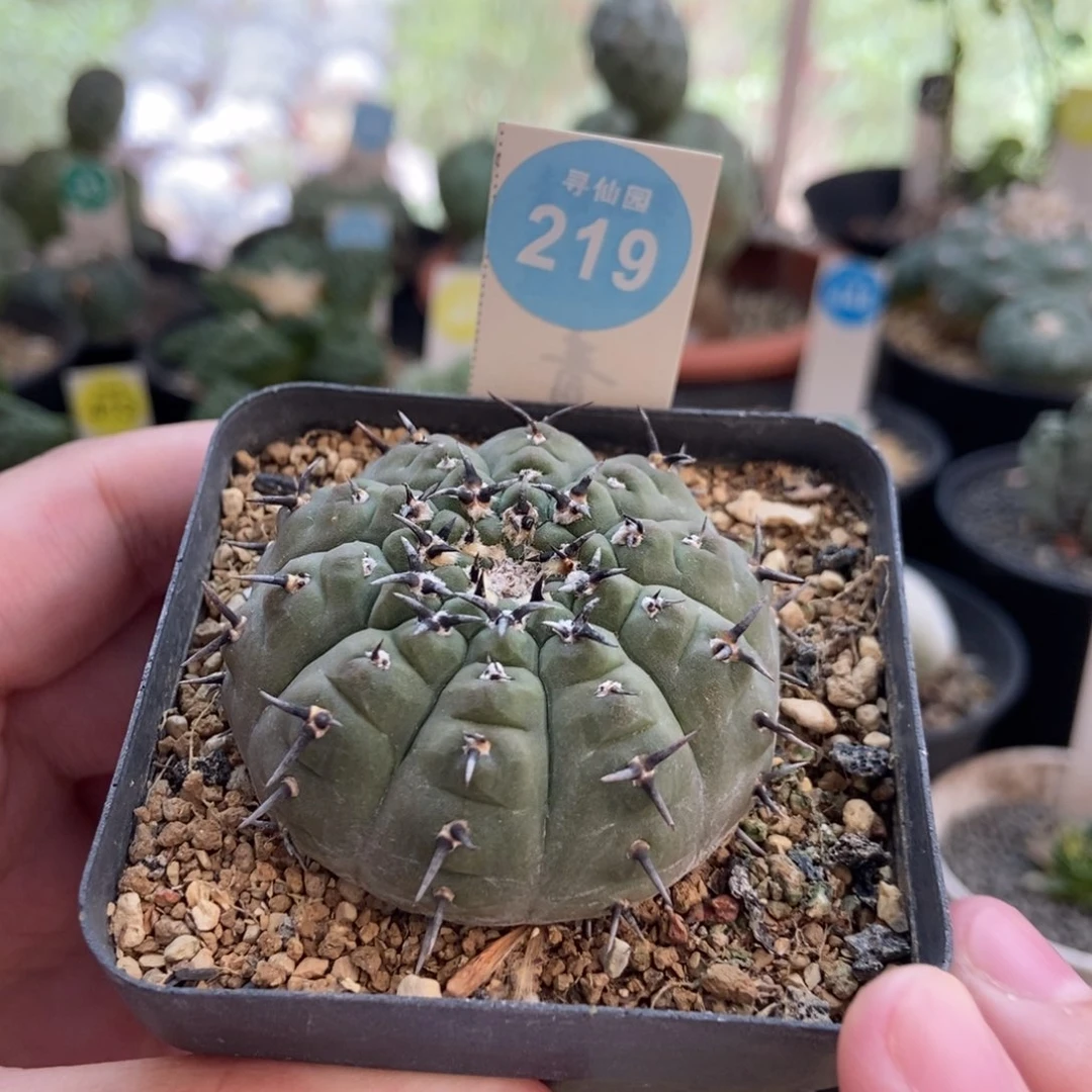 实生短豪刺黑刺风头4.8cm