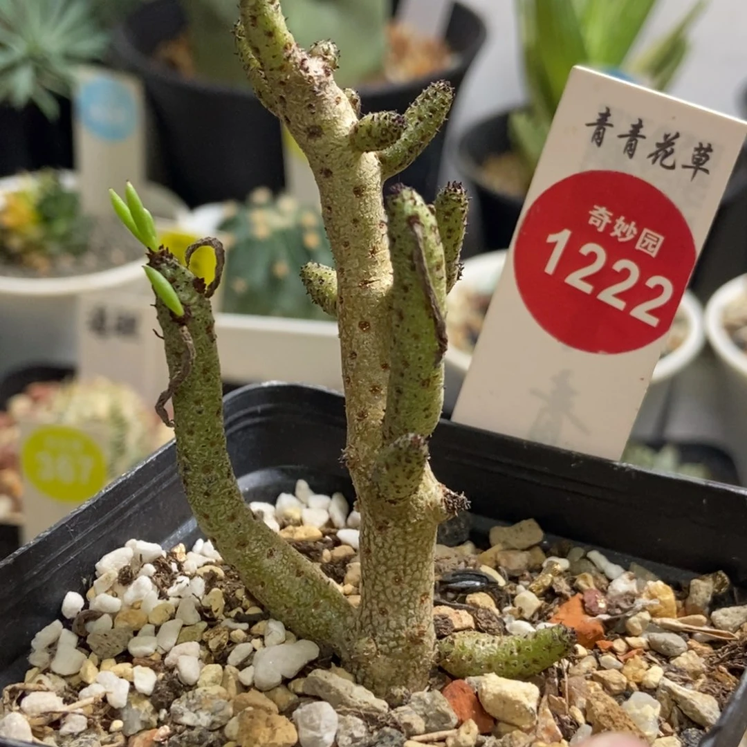 佛垢里一棵特价仙人球