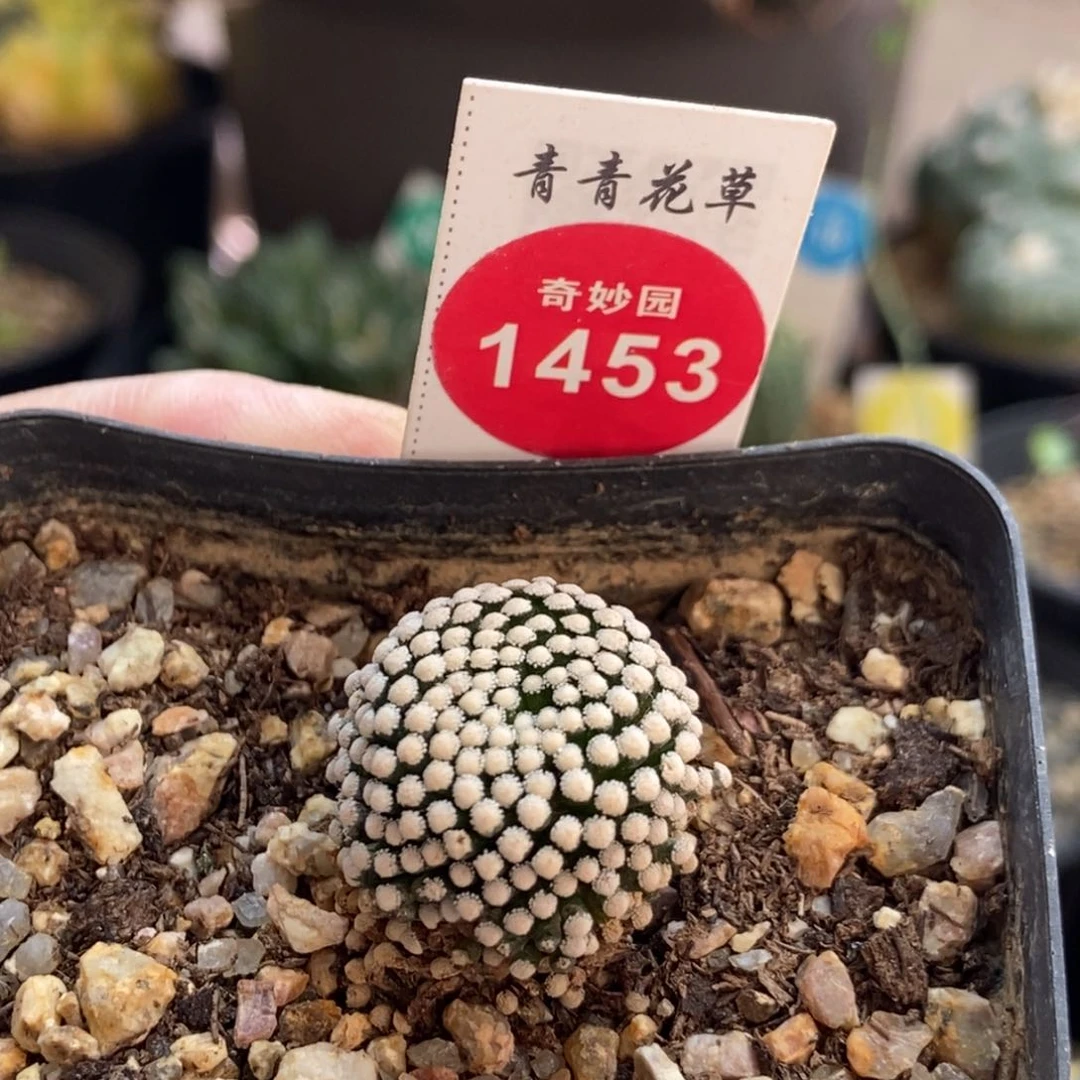 自根松针牡丹2.1cm