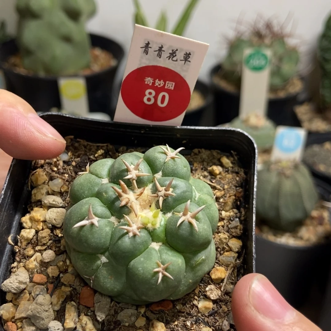 自根短豪刺象牙4.3cm一颗仙人球